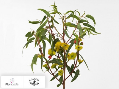 Эвкалипт Erythrocorys