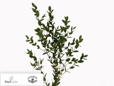 Эвкалипт Parvifolia