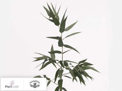 Эвкалипт Pauciflora