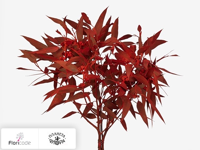 Эвкалипт Robusta fruit kleurbehandeld per bos H%