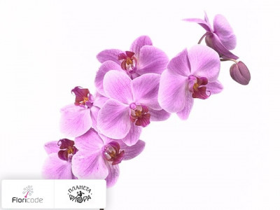 Фаленопсис Bloem Annapolis