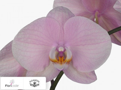 Фаленопсис Bloem Anthura Akita