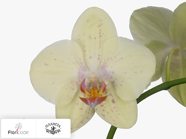 Фаленопсис Bloem Anthura Arezzo