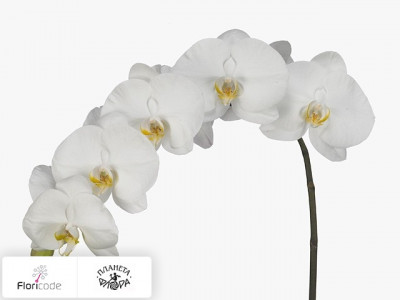Фаленопсис Bloem Anthura Beijing
