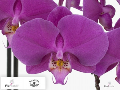 Фаленопсис Bloem Anthura Buffalo
