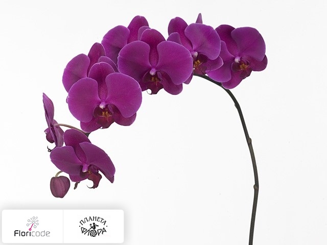 Фаленопсис Bloem Anthura Cape Town