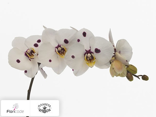 Фаленопсис Bloem Anthura Cordoba