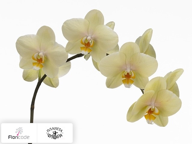 Фаленопсис Bloem Anthura Detroit