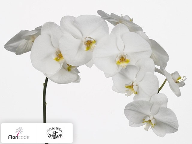 Фаленопсис Bloem Anthura Hiroshima