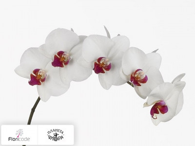 Фаленопсис Bloem Anthura Hong Kong