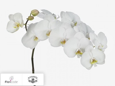 Фаленопсис Bloem Anthura Kyoto