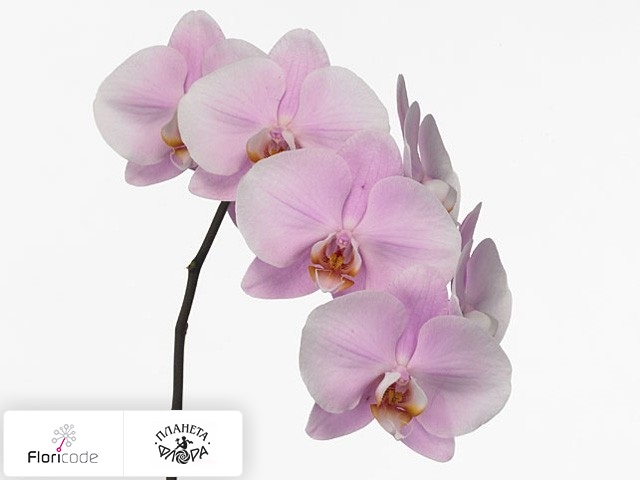 Фаленопсис Bloem Anthura Manila