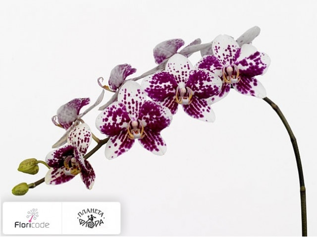 Фаленопсис Bloem Anthura Marbella
