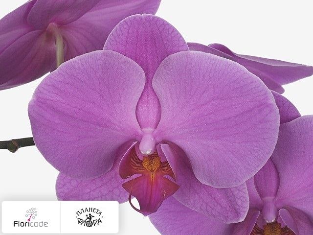 Фаленопсис Bloem Anthura Memphis