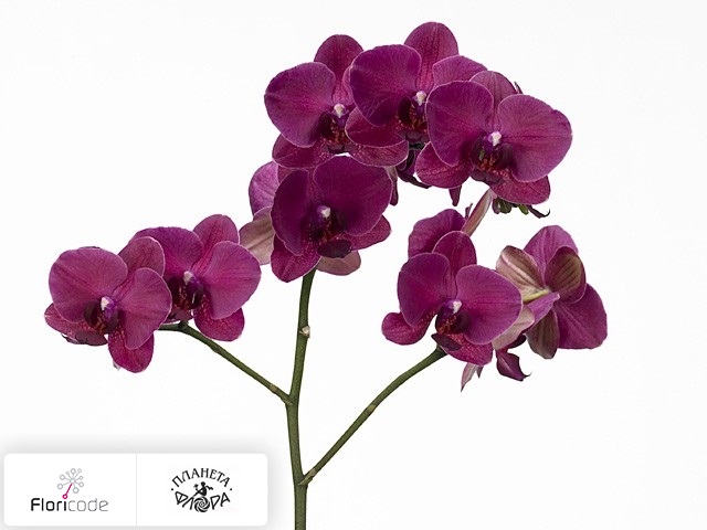 Фаленопсис Bloem Anthura Montreux