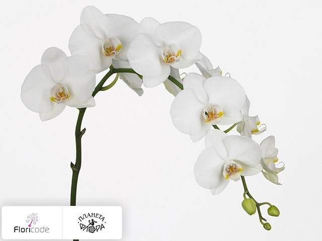 Фаленопсис Bloem Anthura Queentown