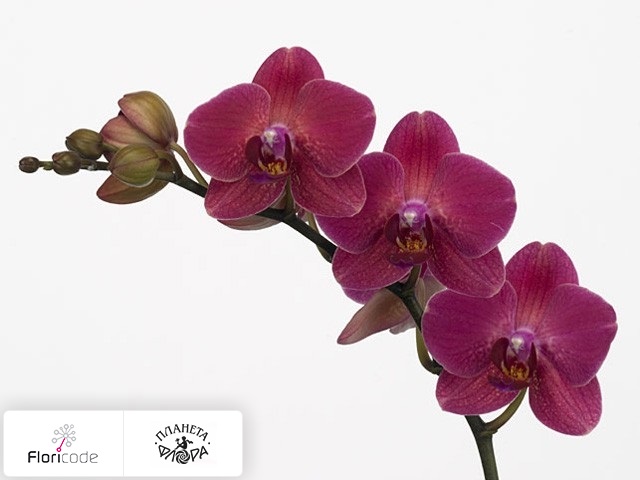 Фаленопсис Bloem Anthura Saint Tropez