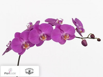 Фаленопсис Bloem Anthura Seoul