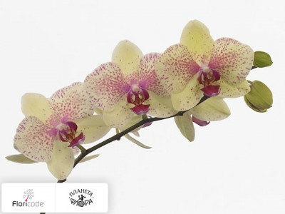 Фаленопсис Bloem Anthura Singapore