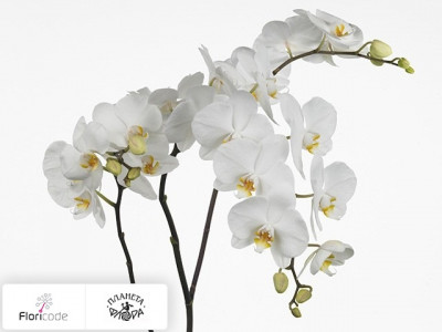 Фаленопсис Bloem Anthura Sofia