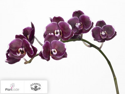 Фаленопсис Bloem Anthura Zaragoza