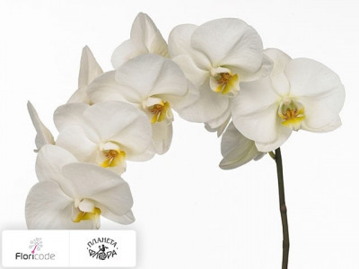 Фаленопсис Bloem Bangalore