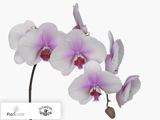 Фаленопсис Bloem Blush