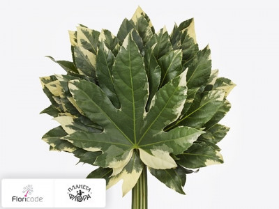 Фатсия японская Variegata per bos