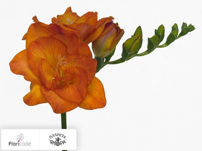 Фрезия Dubbelbloemig Clementine