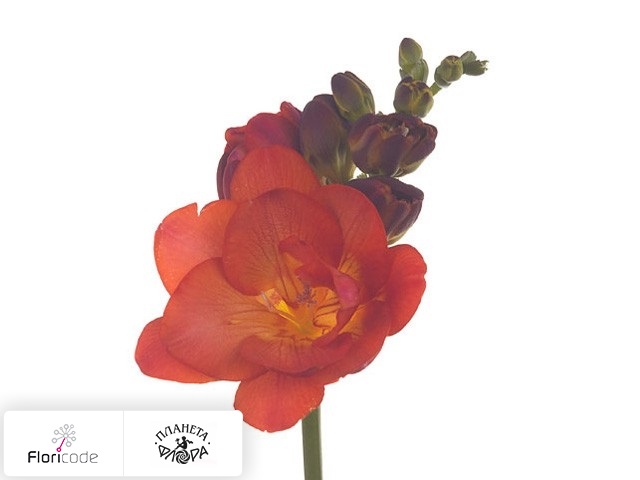 Фрезия Dubbelbloemig Mandarine