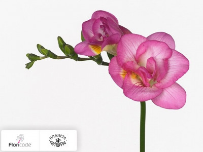 Фрезия Dubbelbloemig Pink Attraction