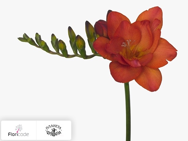 Фрезия Dubbelbloemig Ruby Red
