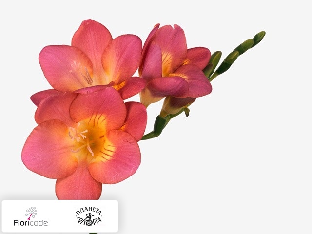 Фрезия Enkelbloemig Bonbon