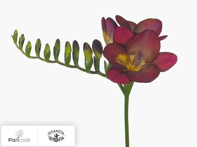 Фрезия Enkelbloemig Bordeaux Art