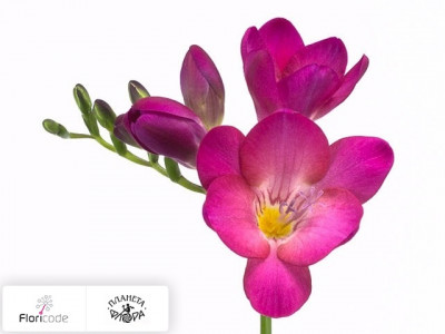 Фрезия Enkelbloemig Pink Passion