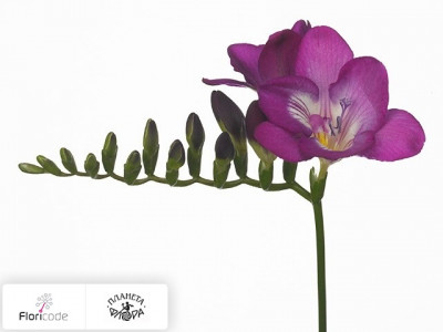 Фрезия Enkelbloemig Purple Velvet