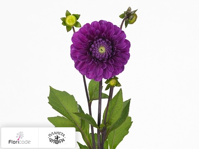 Георгина декоративная Cartouche