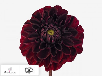 Георгина декоративная Simply Red
