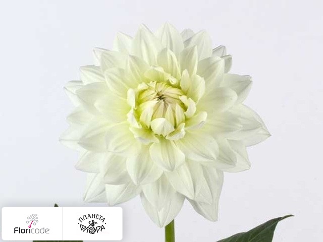 Георгина декоративная White Margt