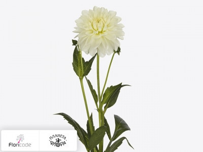 Георгина декоративная White Phayenne