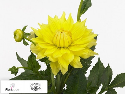 Георгина декоративная Yellow Passions