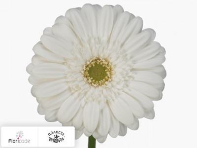 Гербера крупноцветковая Edelweiss