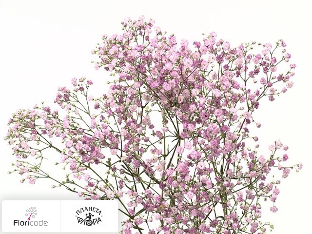 Гипсофила метельчатая My Pink