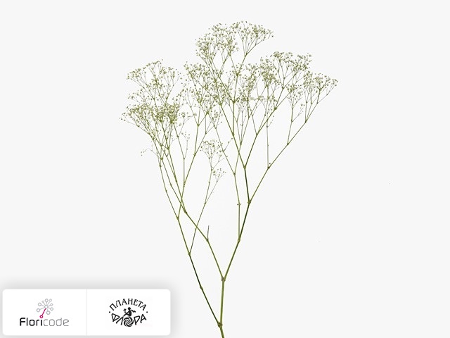 Гипсофила метельчатая Pearl Blossom