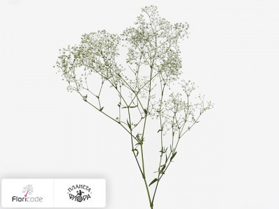 Гипсофила метельчатая White Victoria