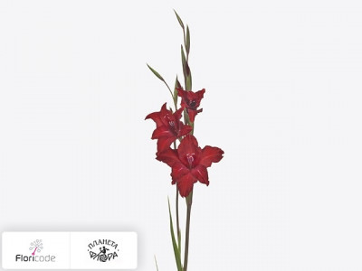 Гладиолус Kleinbloemig colvillii Red Drizzle