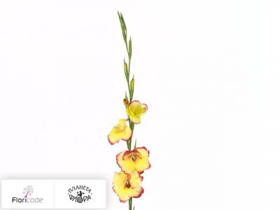 Гладиолус Kleinbloemig primulinus Las Vegas