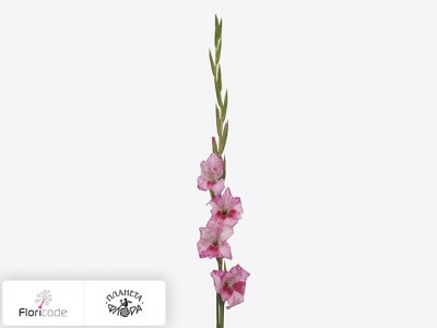 Гладиолус Kleinbloemig tubergenii Bibi
