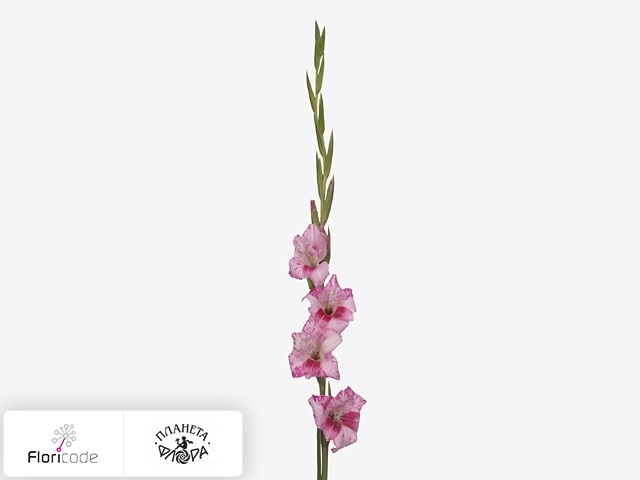 Гладиолус Kleinbloemig tubergenii Bibi