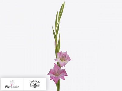 Гладиолус Kleinbloemig tubergenii Charm